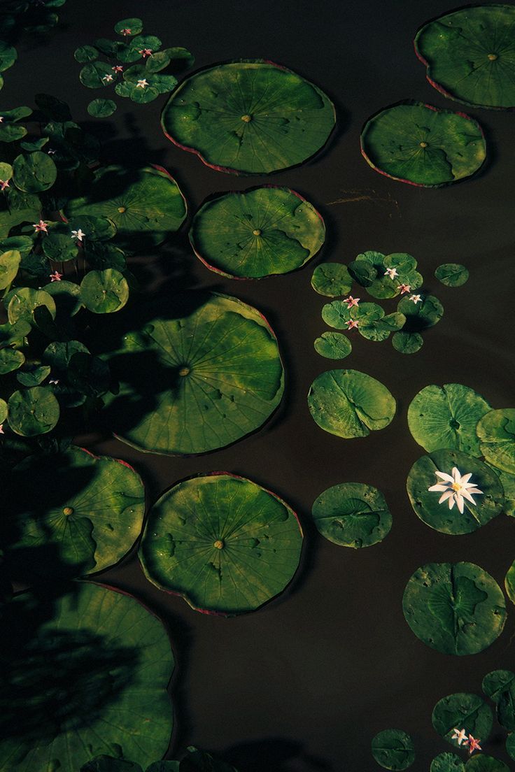 destinations press on nails